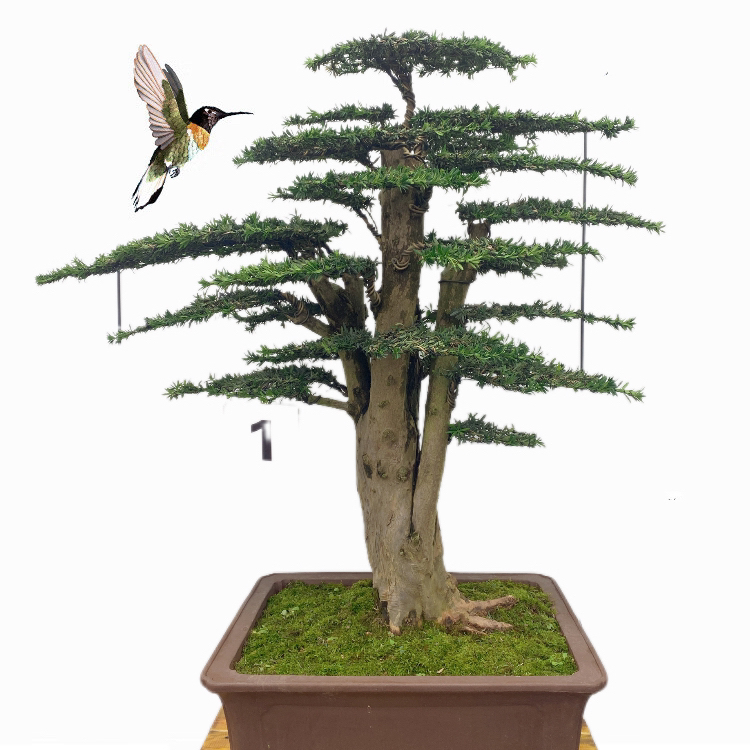 罗汉松精品 飘逸盆景 直播专场 现场出价 一物一拍