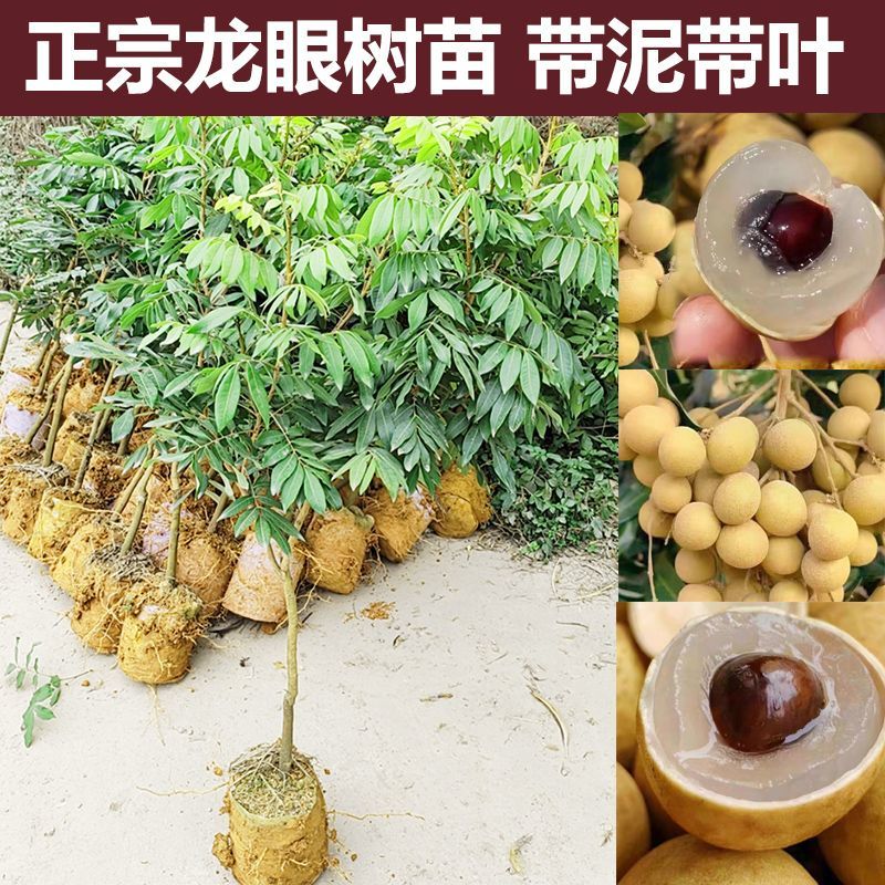 嫁接四季龙眼_石硖_储粮树苗带土带叶种植可盆栽地栽