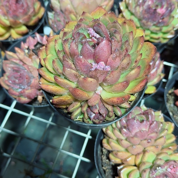 黑水晶玫瑰多肉植物