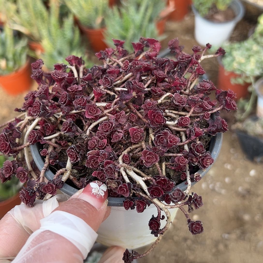 多肉植物多肉植物