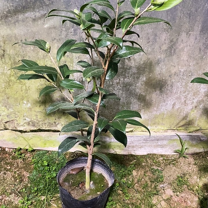 无花朵紫螺旋。       