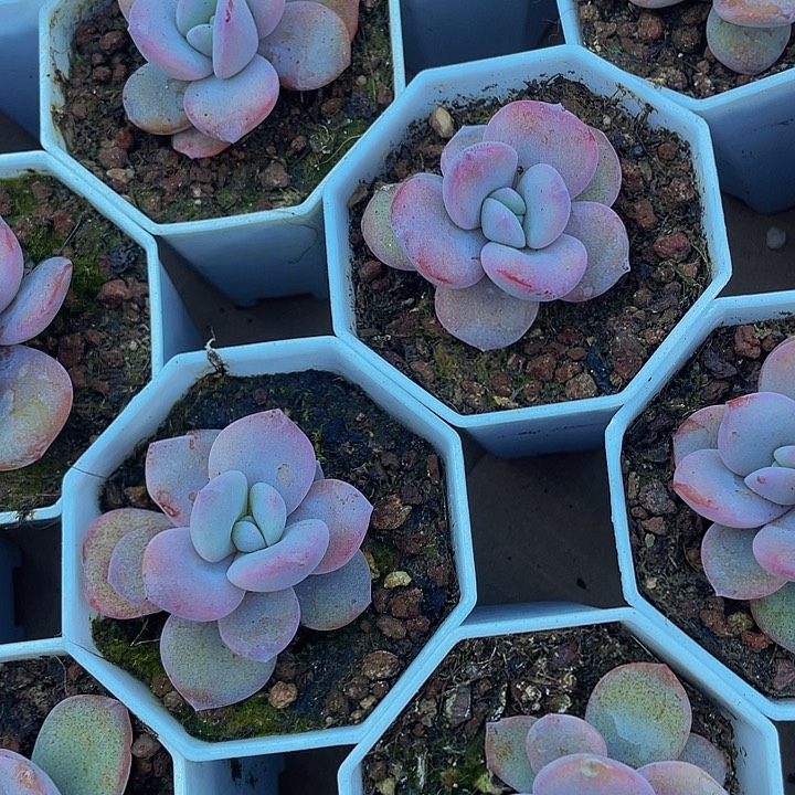 八角盆奶茶6.8带盆土