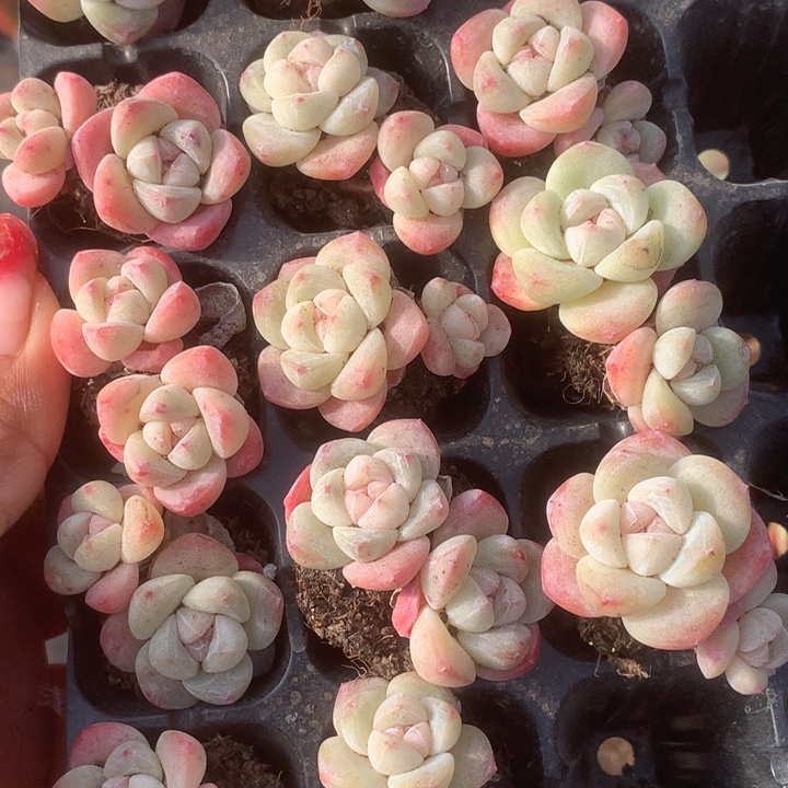 冰玉双。 （满9.99包邮不满9.99发叶子）