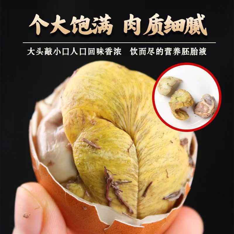 毛蛋姐十三天五香香辣活珠子新鲜金凤钢化蛋鸡胚蛋金凤活珠子