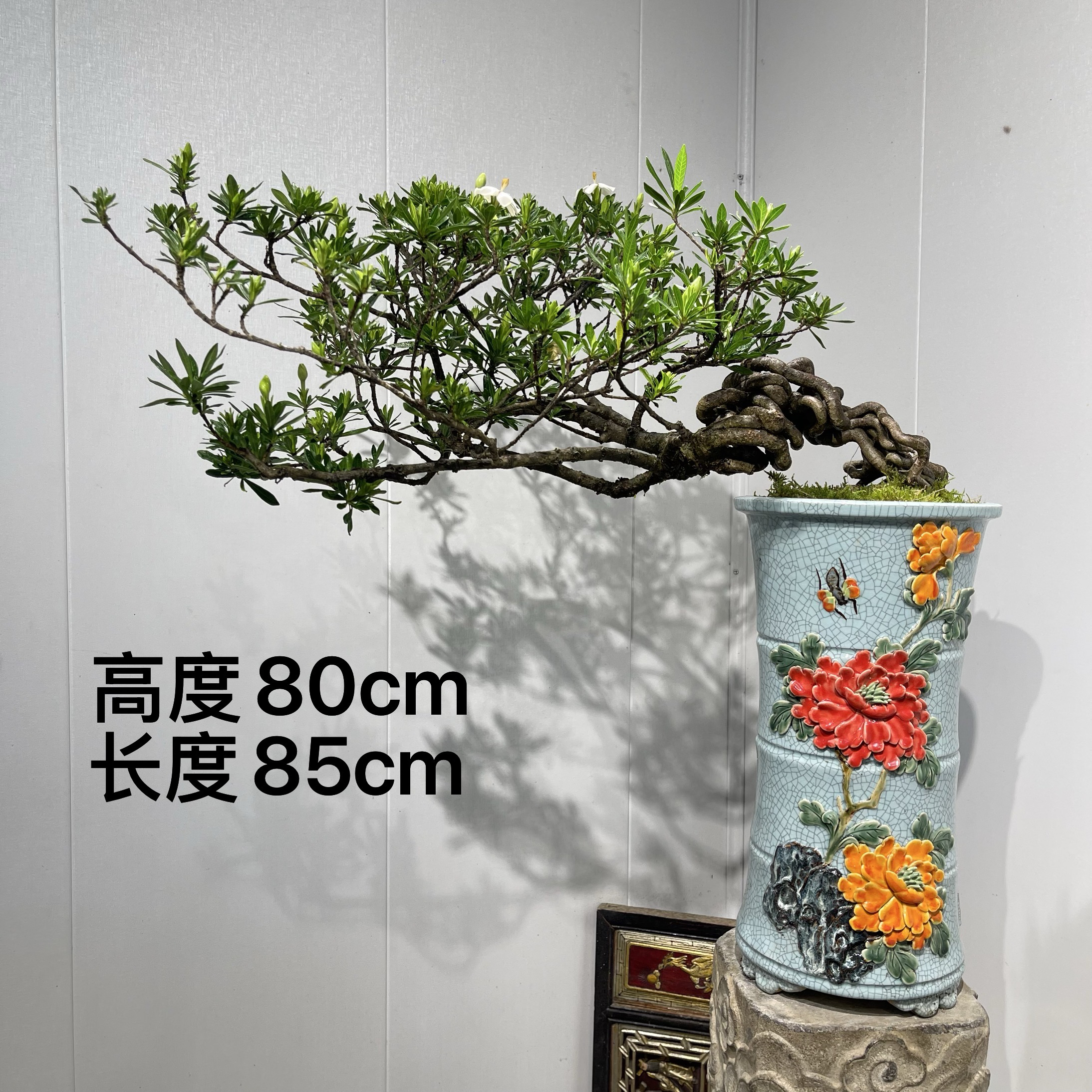 严天盆景｜精品老桩年功海星栀子花盆景