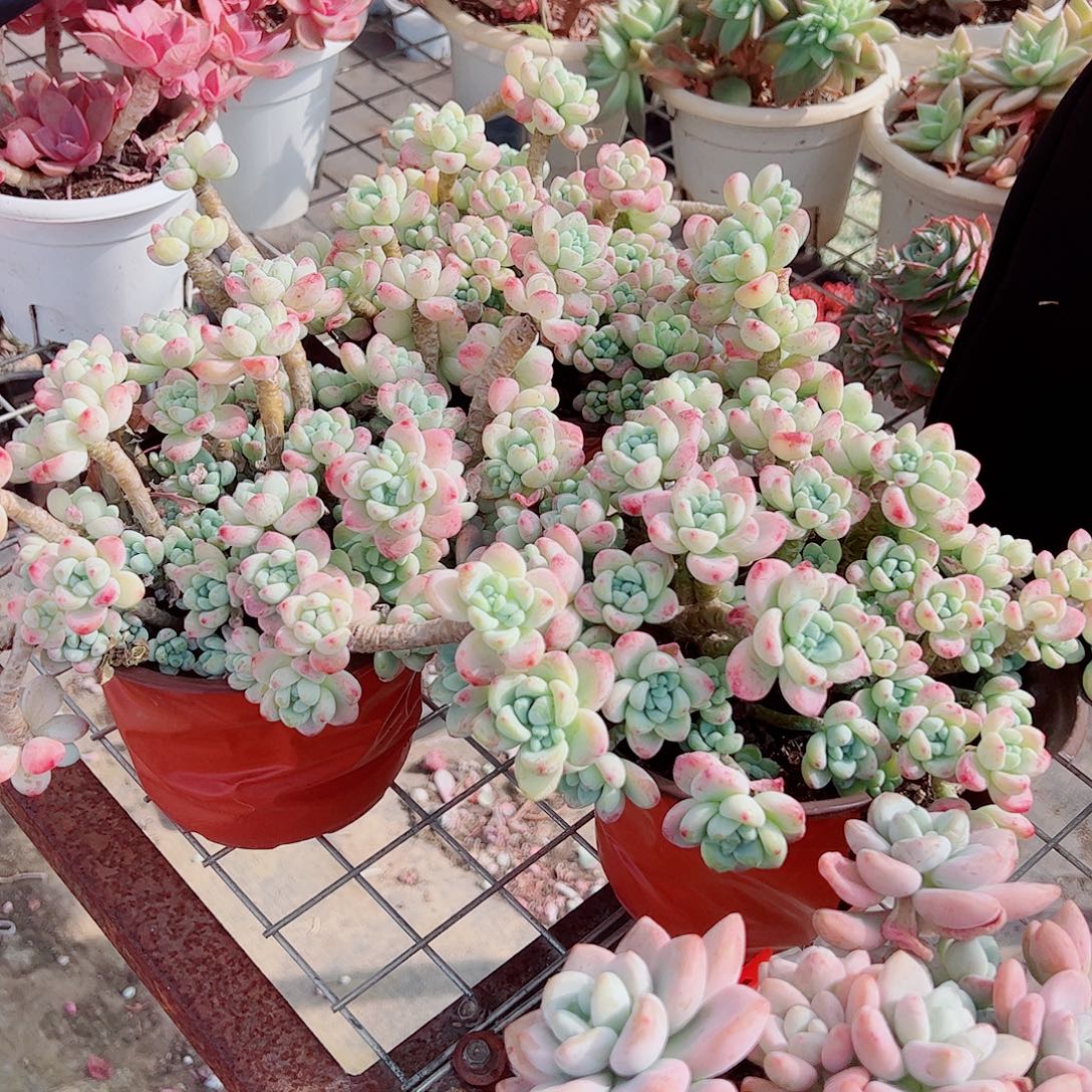 香香劳尔多头造型精品