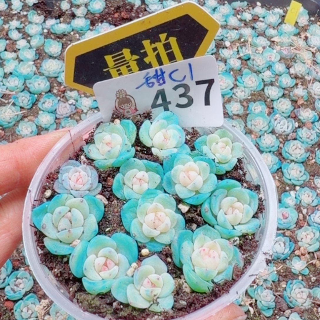 多肉植物多肉植物