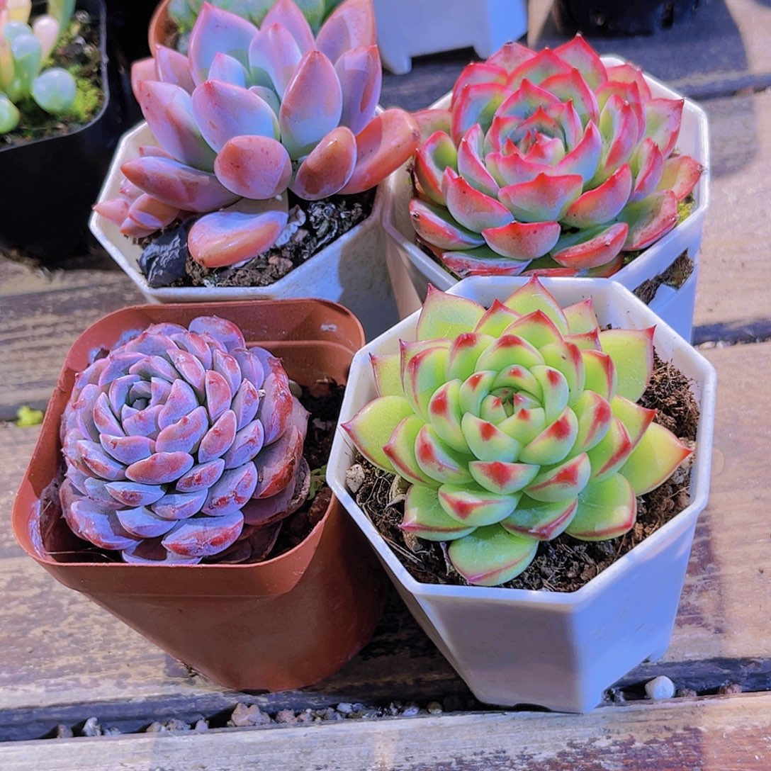 如图四盆1111111111