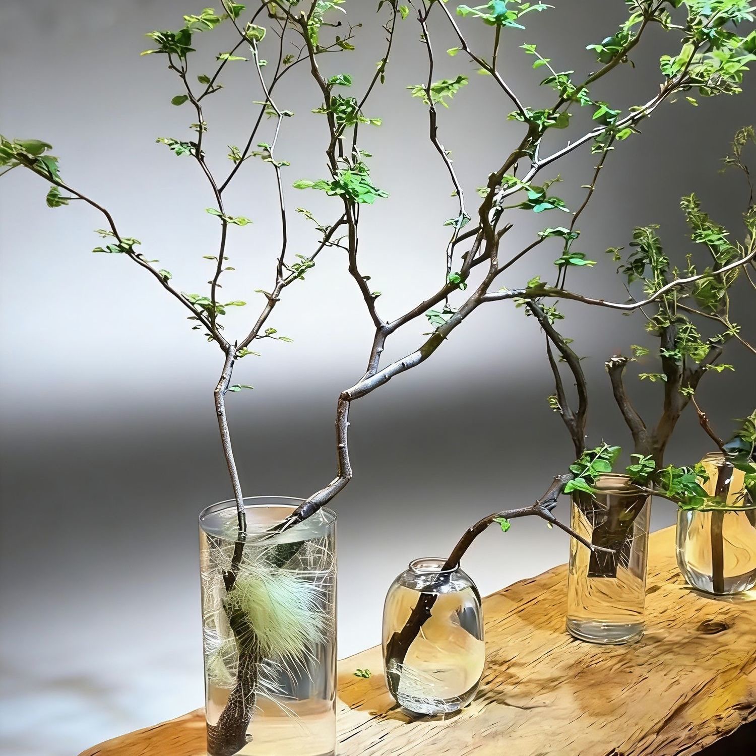 一物一拍小叶女贞水培植物鲜切枝室内四季常青好养绿植毛叶丁香