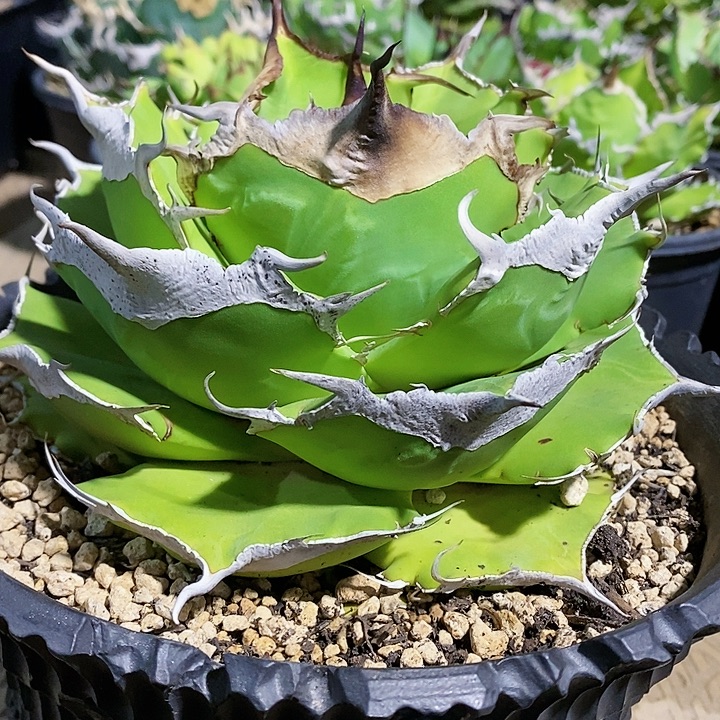 多肉植物龙蛇兰植物