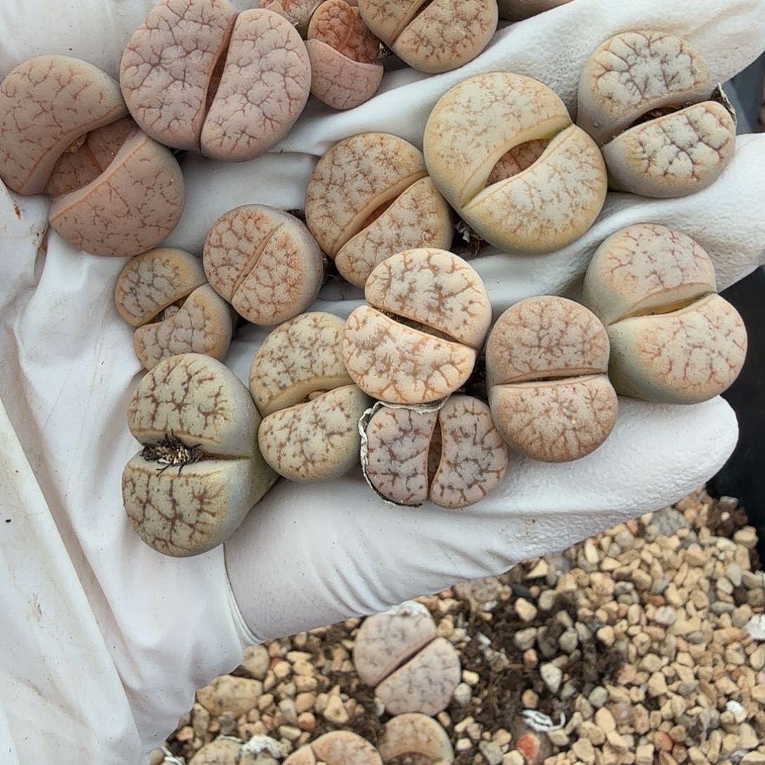 不用我的卡买不用你021你