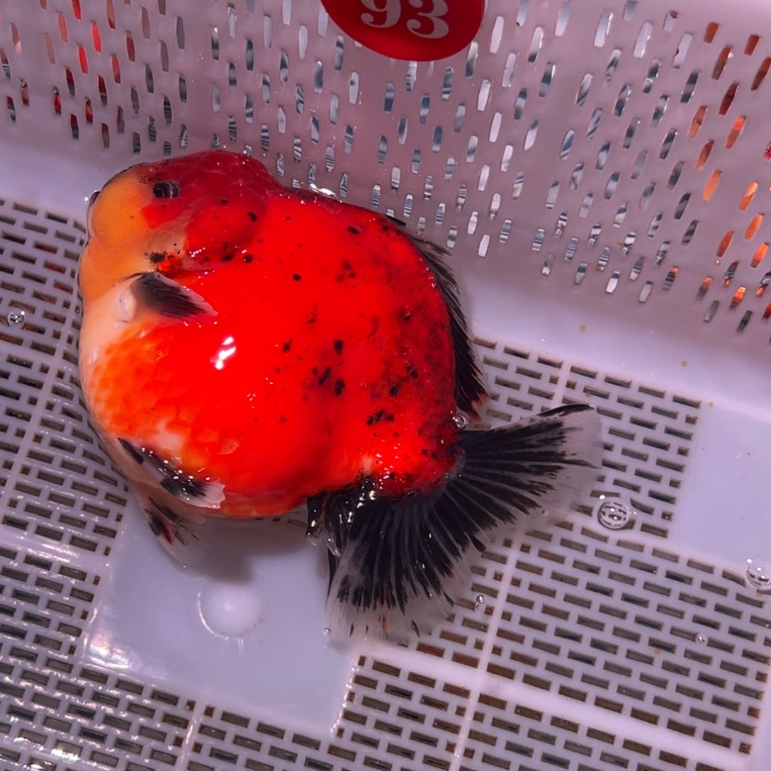 怡***泽海水鱼是因为它能有效保护眼睛哦
