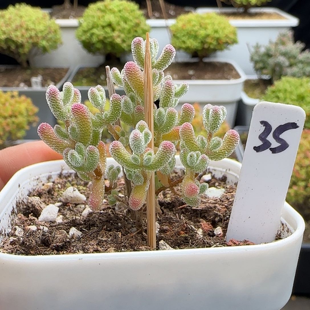 实生冰晶枝干番杏