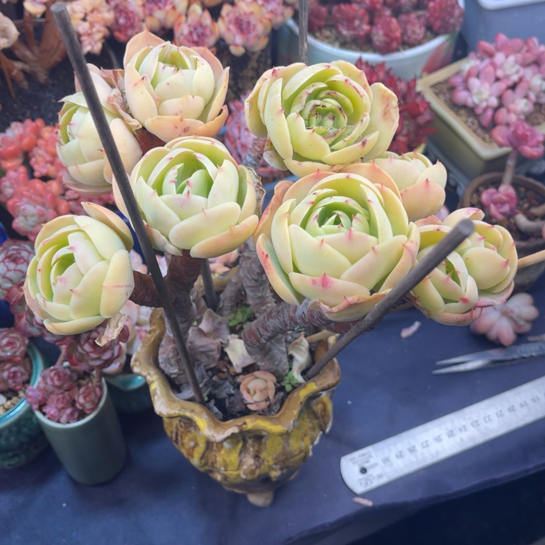 草***鹿鸡蛋碧桃 二十公分左右