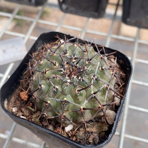 黑刺凤头实生4仙人球