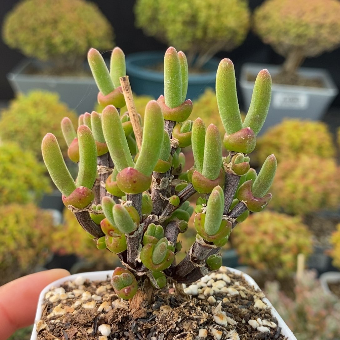 1539枝干兔子 。      