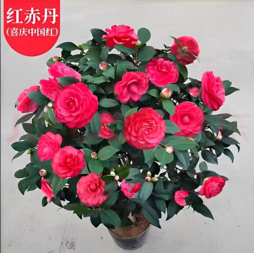 红赤丹山茶花树苗盆栽带苞六角大红粉赤丹粉丹对版花卉绿植庭院