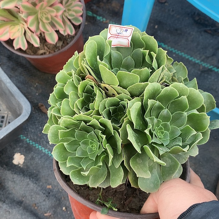 彩****饨592绿羊绒多肉植物