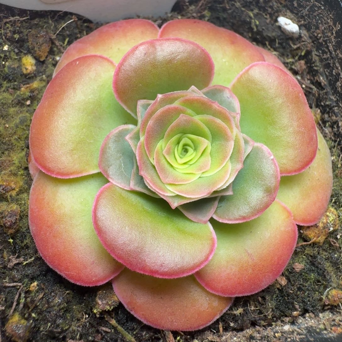 楹楹-152凝黛-冠幅  4cm