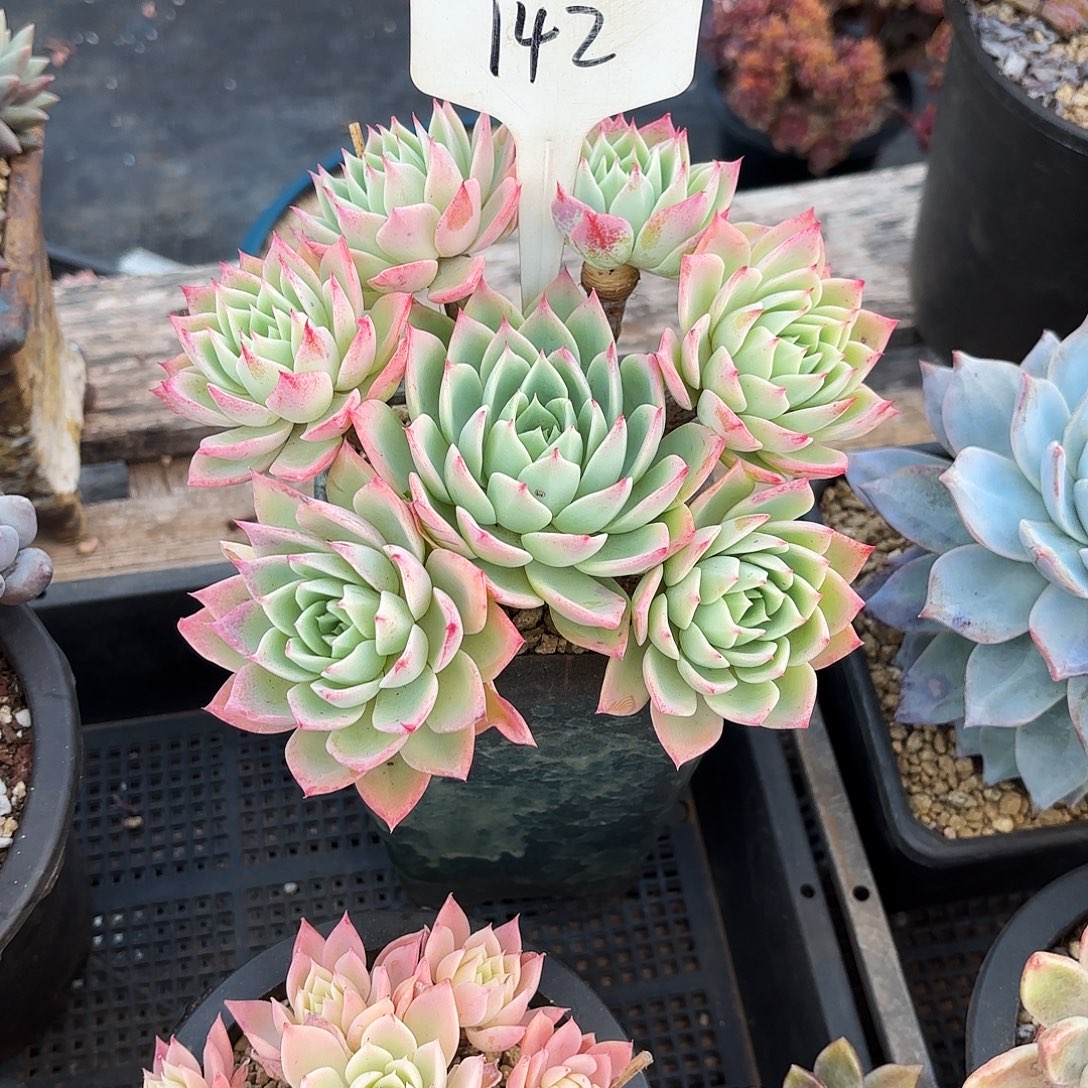 多肉植物，三色景142号