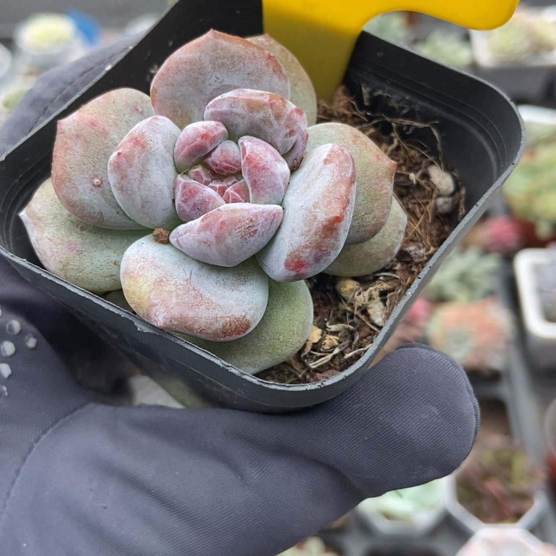 918石榴籽石化多肉植物