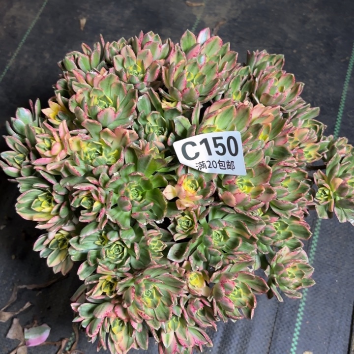 瑞妈一物一拍150