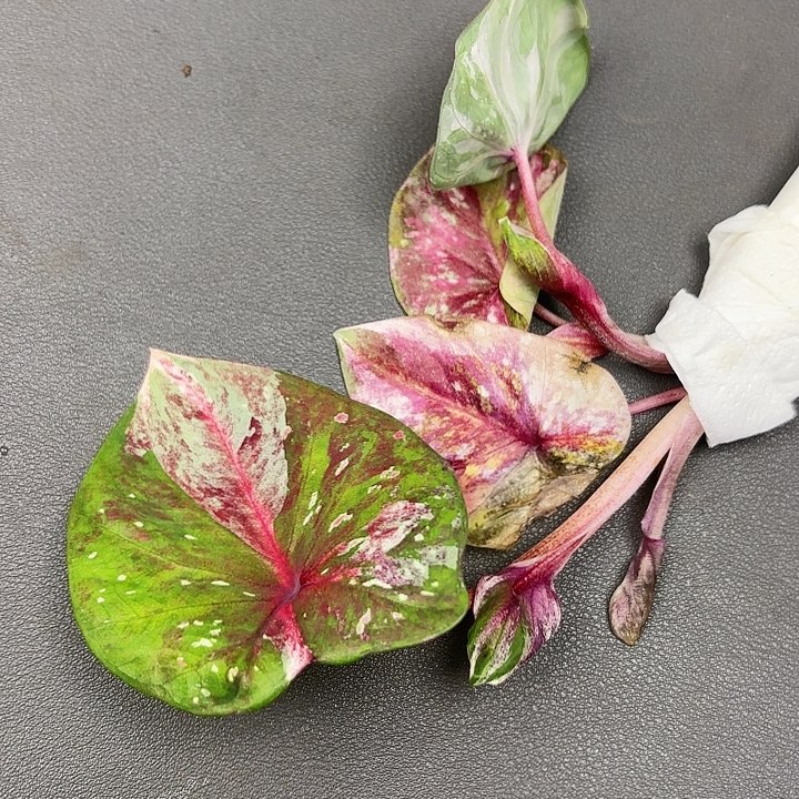 80-0614彩叶芋福利现货