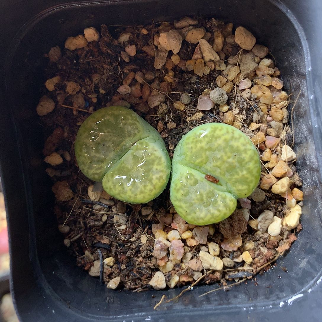 P341多肉植物保护