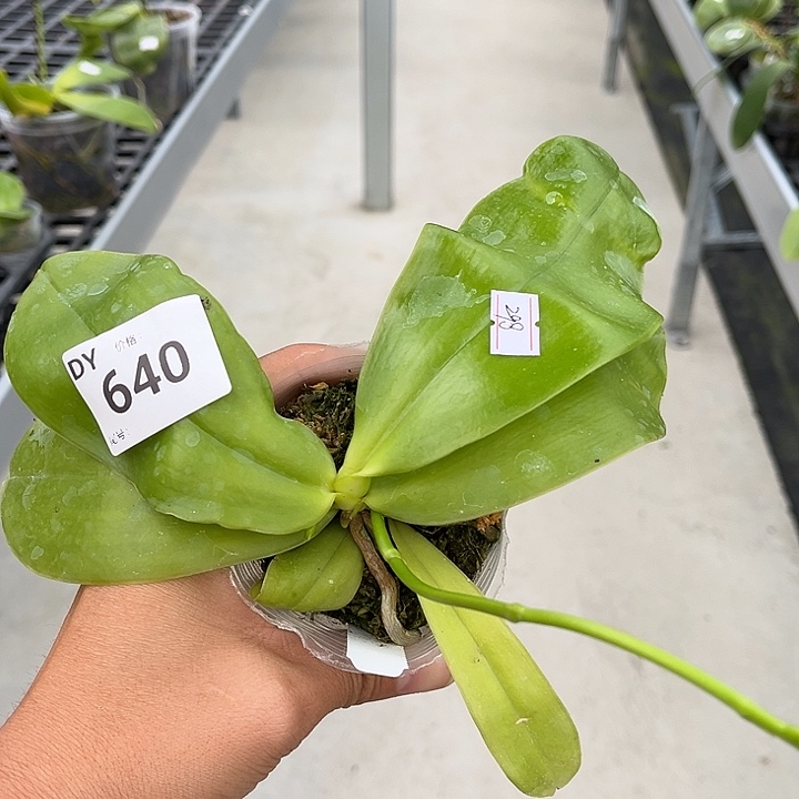 当前无花栽培后可以开花640号2.5寸杯鱼鱼兄弟交苗子