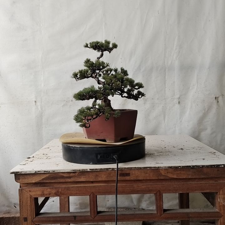 五针松老盆口老桩老杨梅大坂松老盆口老桩