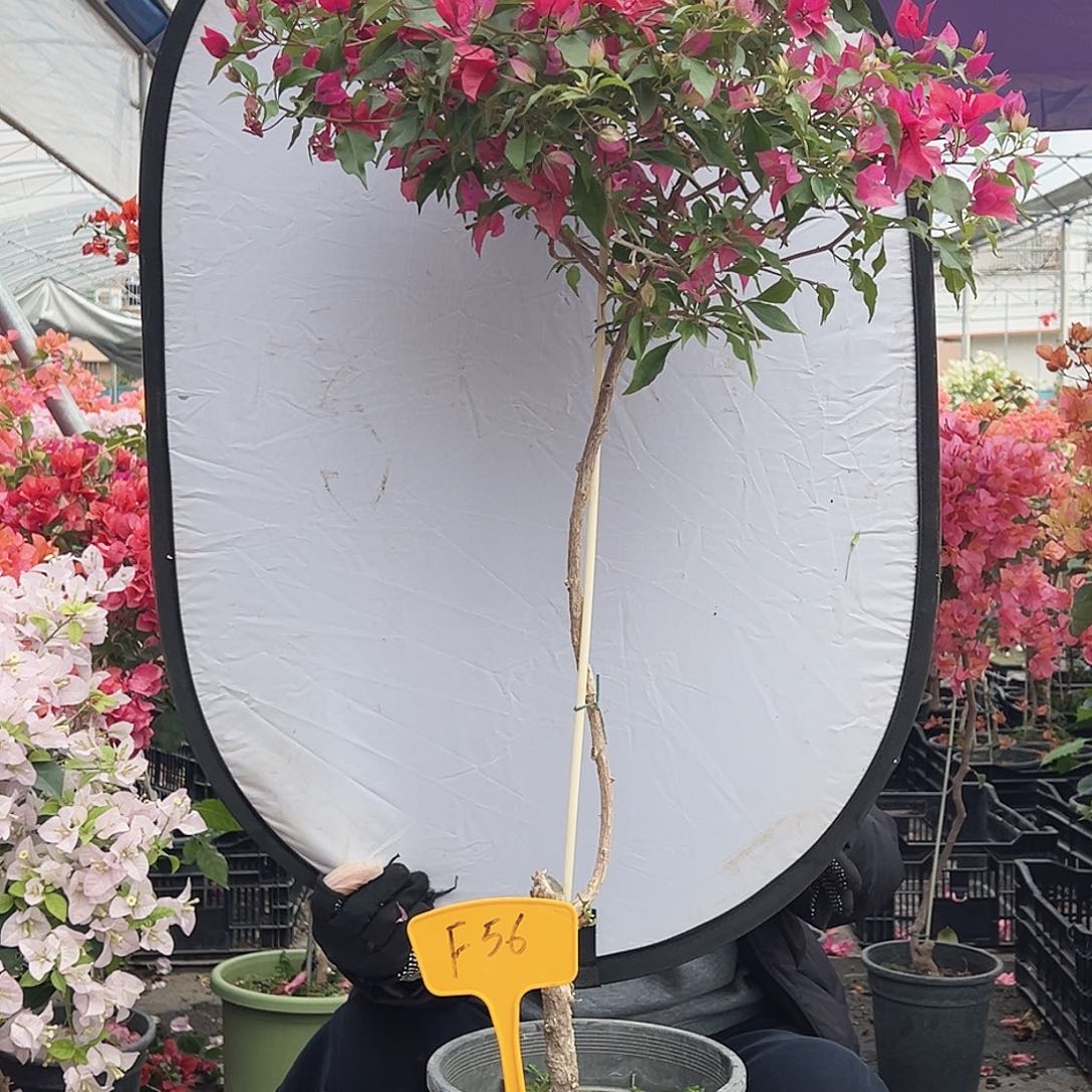 心****大部分花苞少量开放F56酒红桑巴