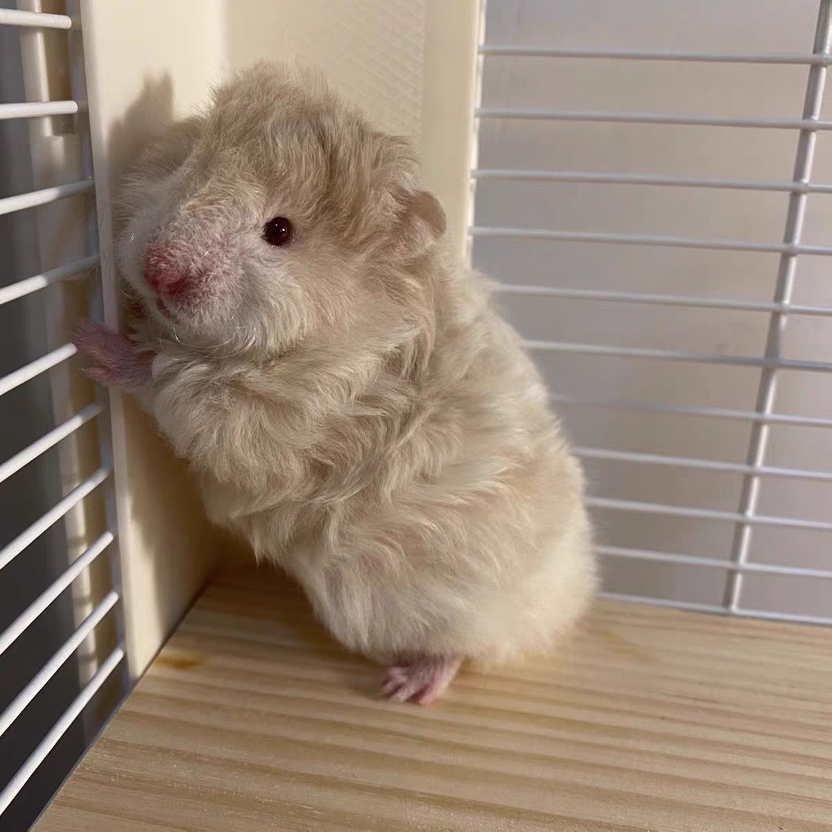 直播间挑选精品波利专用链接超好看黑波黄波鸽灰波肉桂波火波等