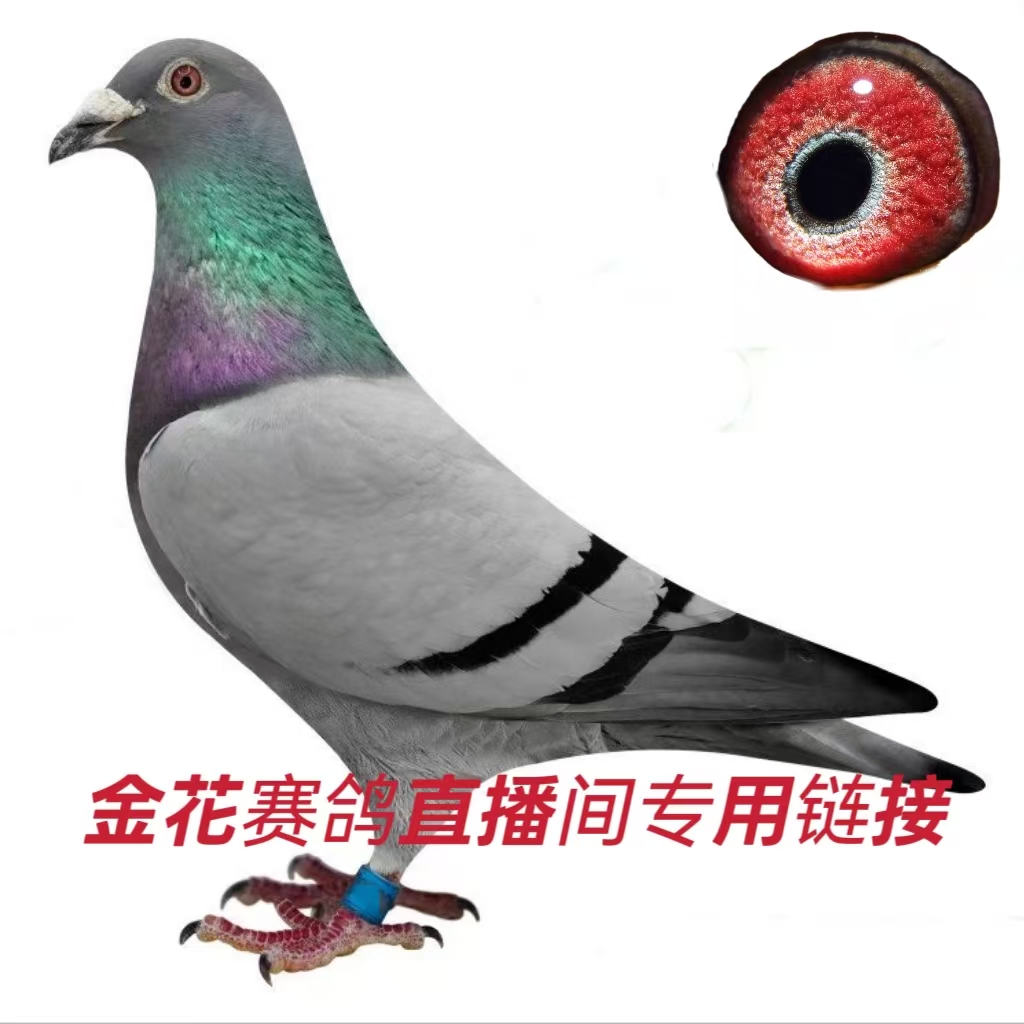 新鲜鸽子肉 足环以直播间为准