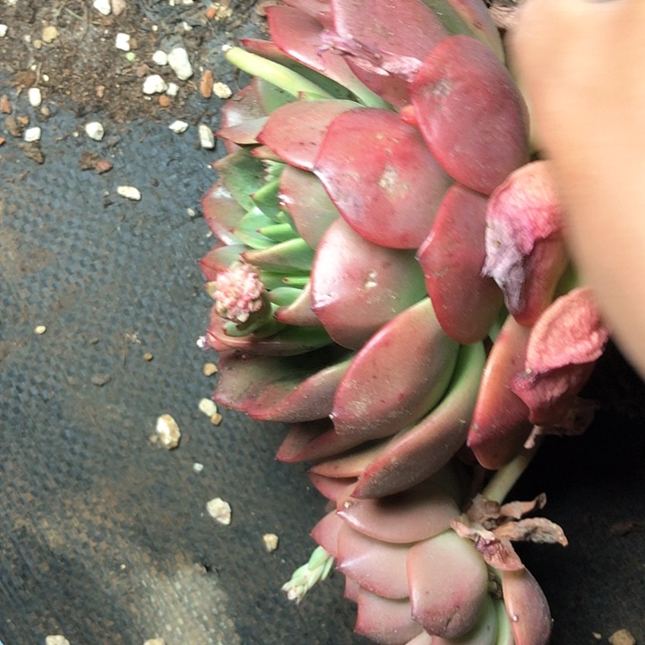 百*果62//////////////////