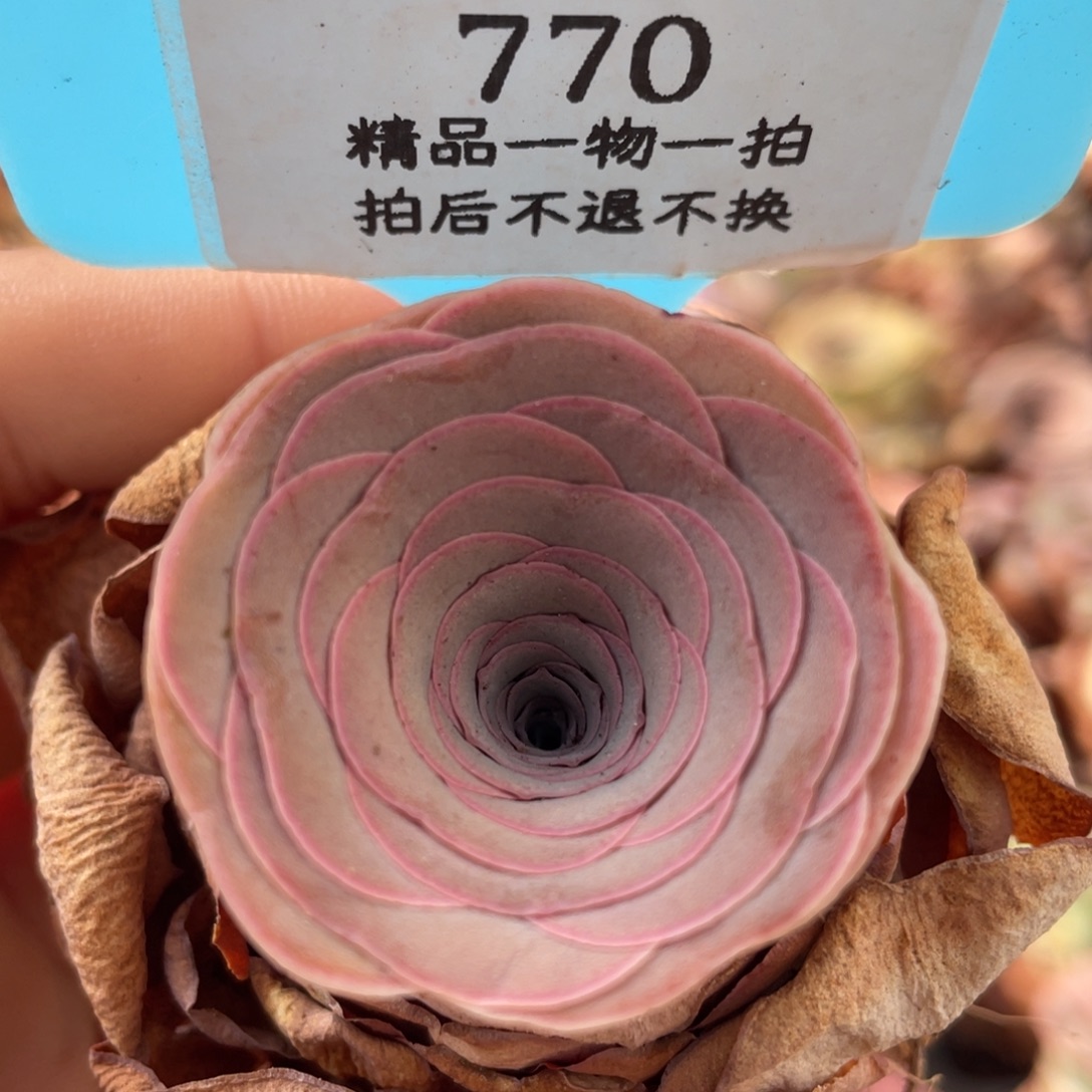 山地玫瑰770裸根发货不售后