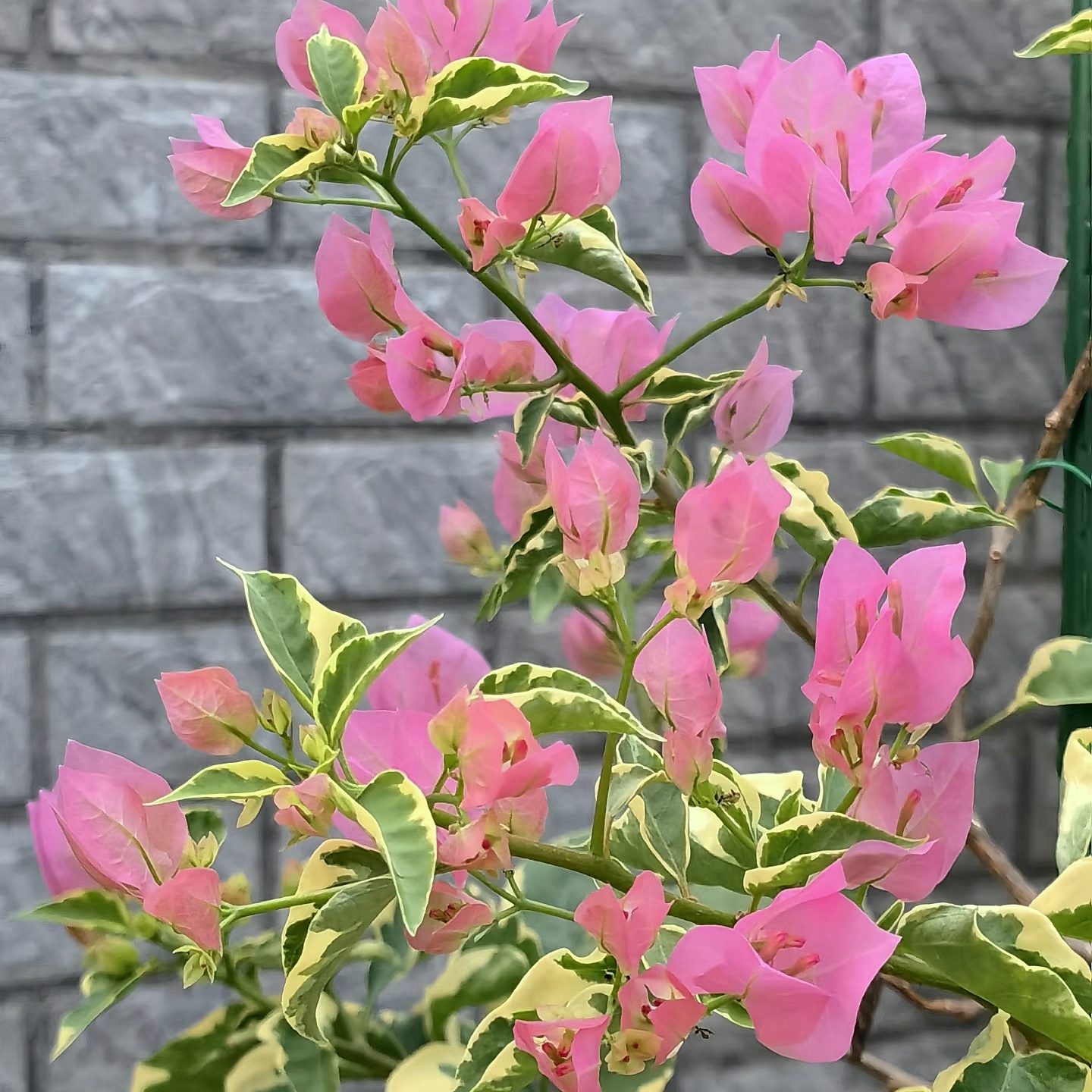 【腊染粉】粉嫩嫩，观花赏叶，花量大花色高级阳台庭院种植！