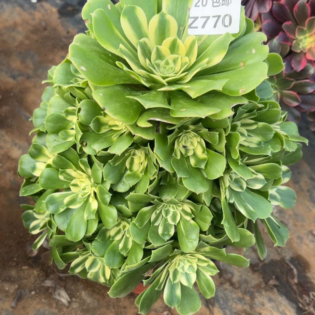 770新尼亚，满20包邮