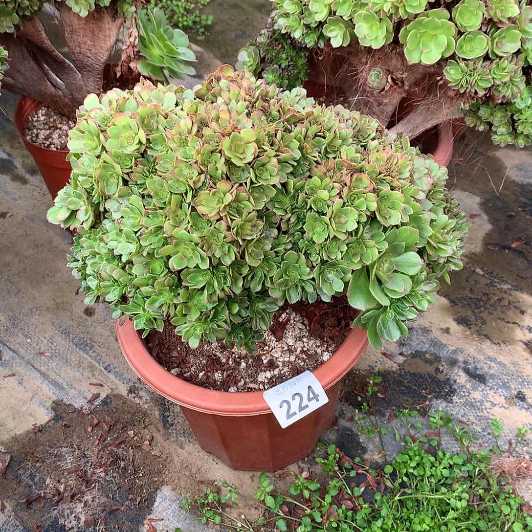 224万圣节朵朵缀化