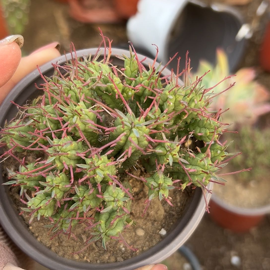 多肉植物多肉植物