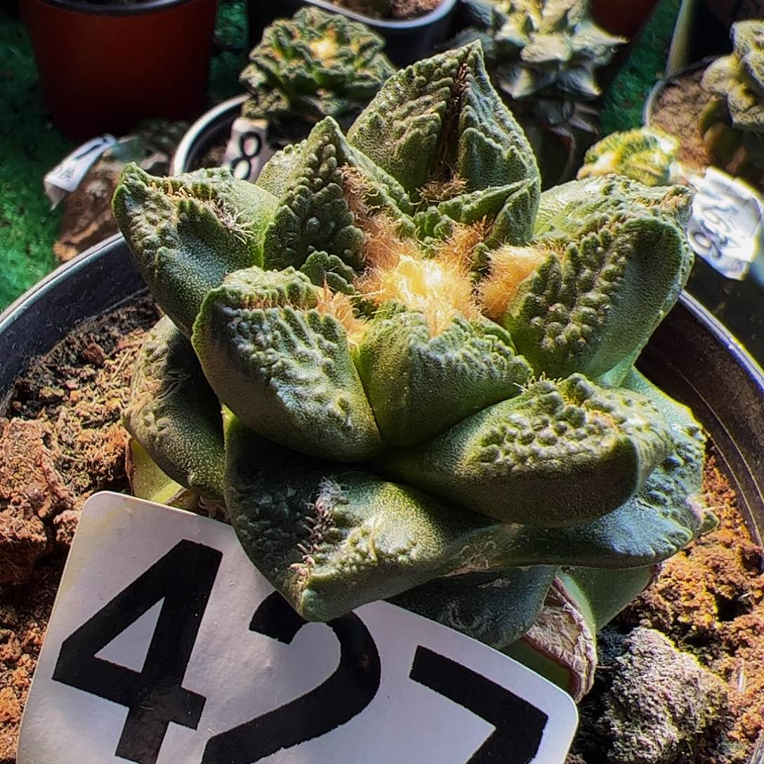 翘尤龟甲牡丹仙人球427