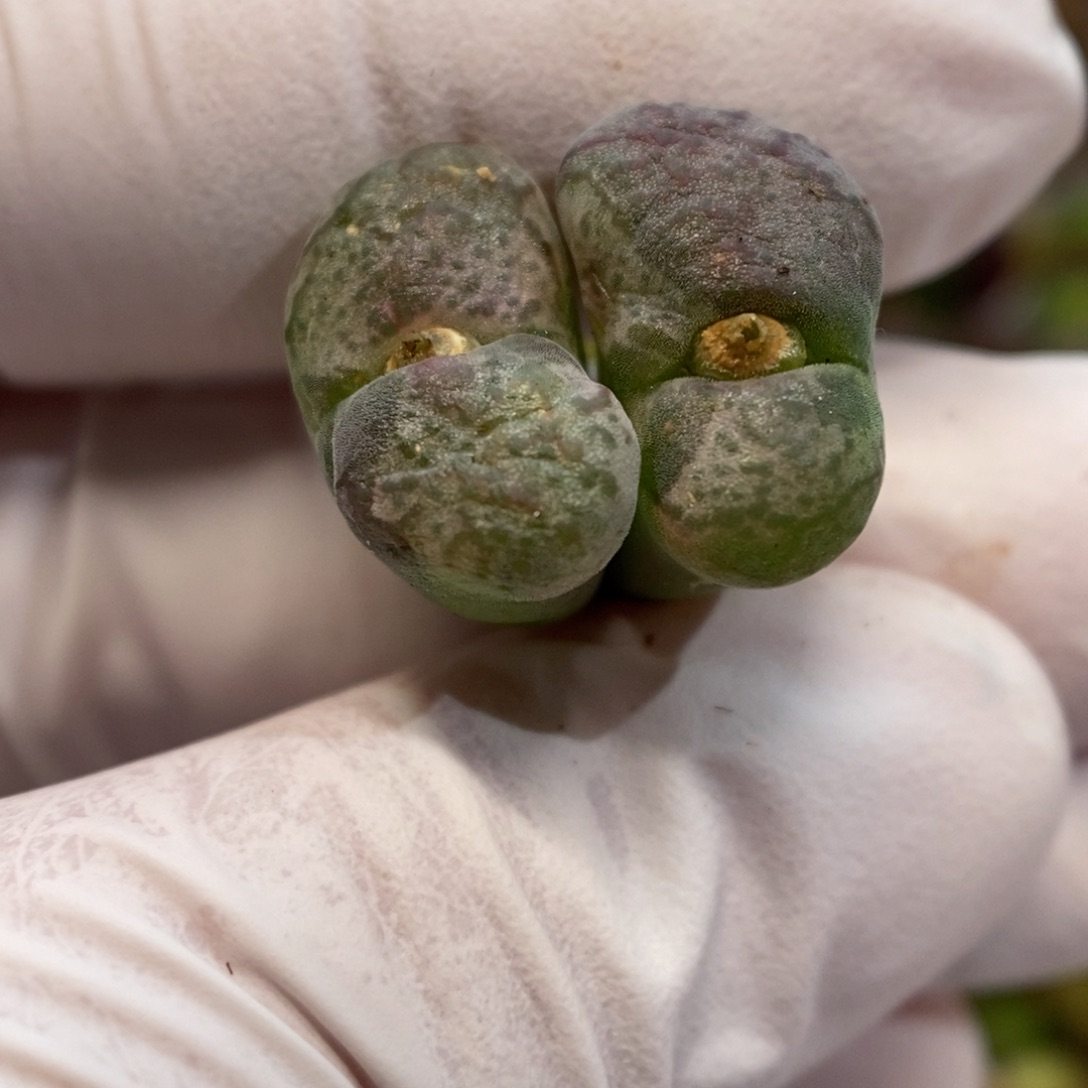 多肉植物肉锥杂交K-16 伤特