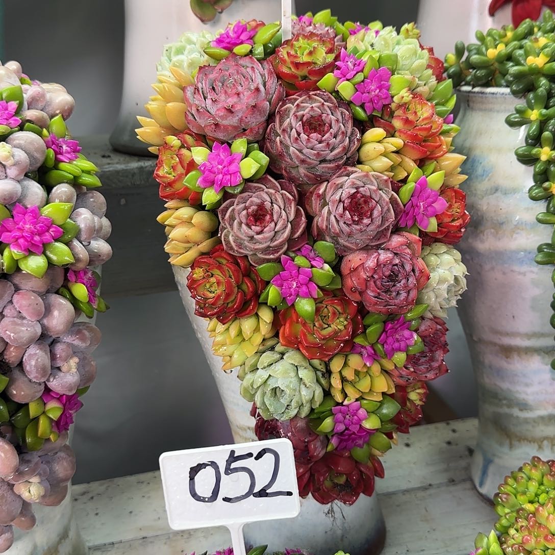 这个是真的很好看010