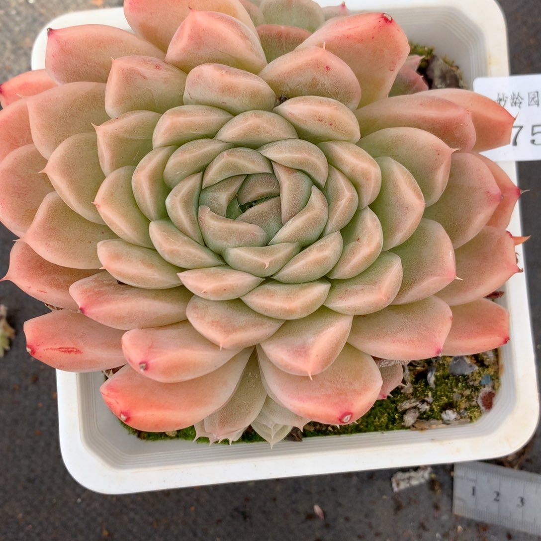 2750杂交精品基地12厘米