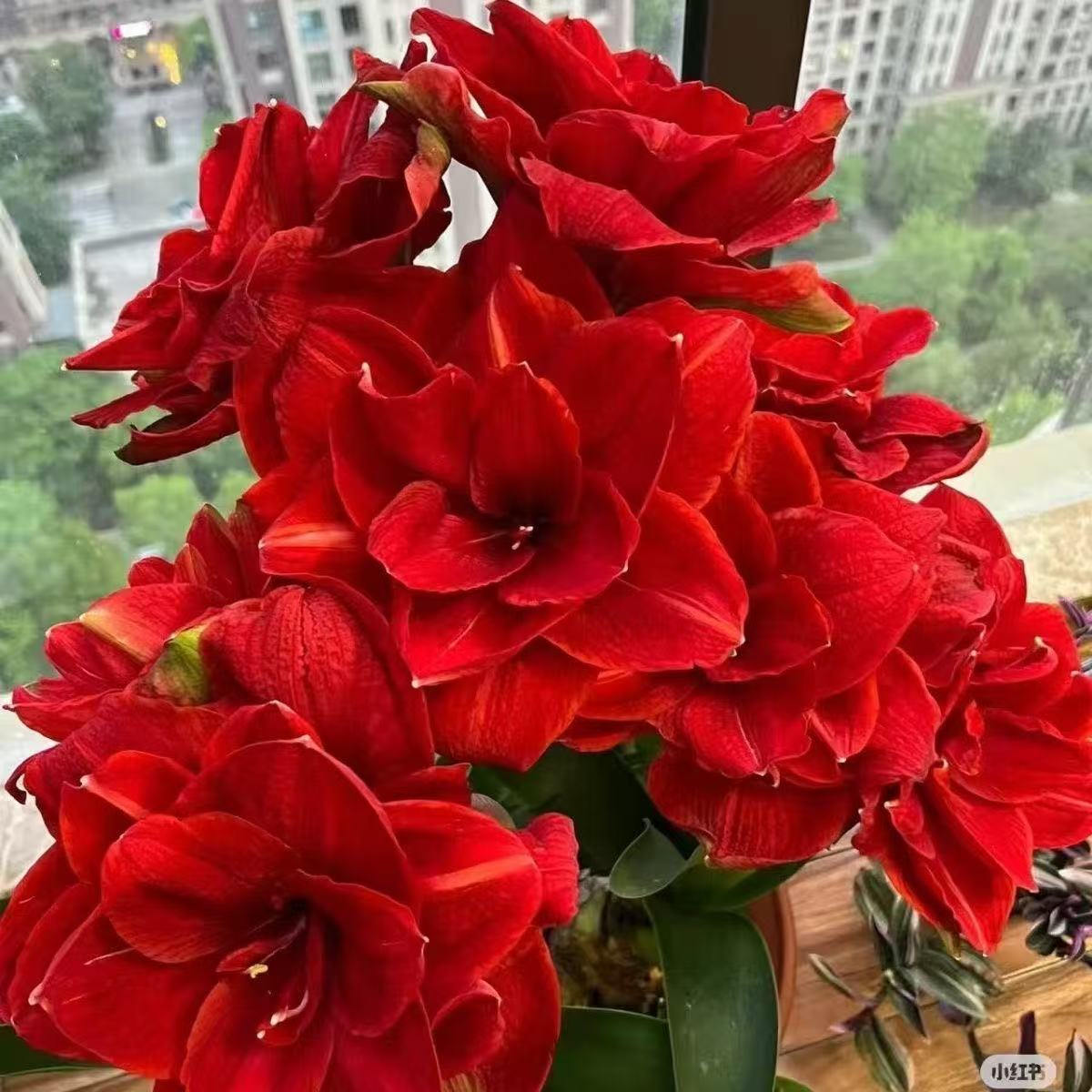 樱桃妮芙重瓣*1+舞蹈皇后重瓣*1+毕加索单瓣*1