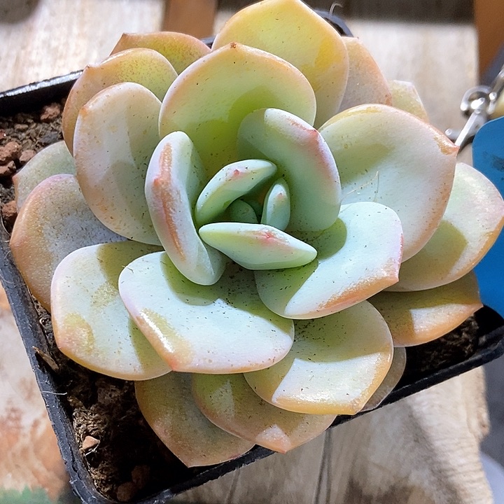 多肉植物韩版奶茶a 015