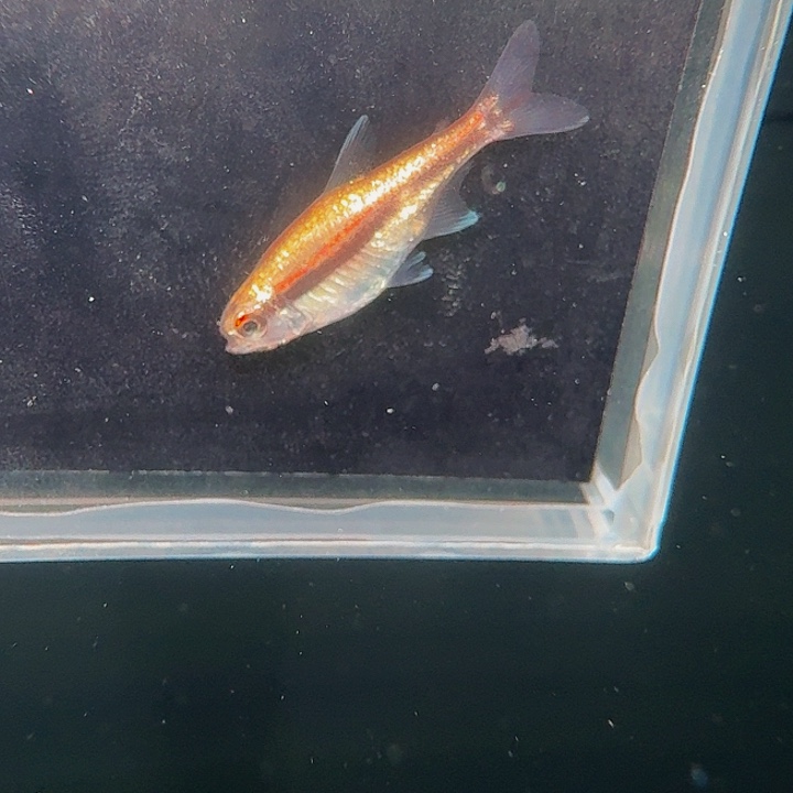 灯科鱼左下缸17号白金巧克力2厘米一条