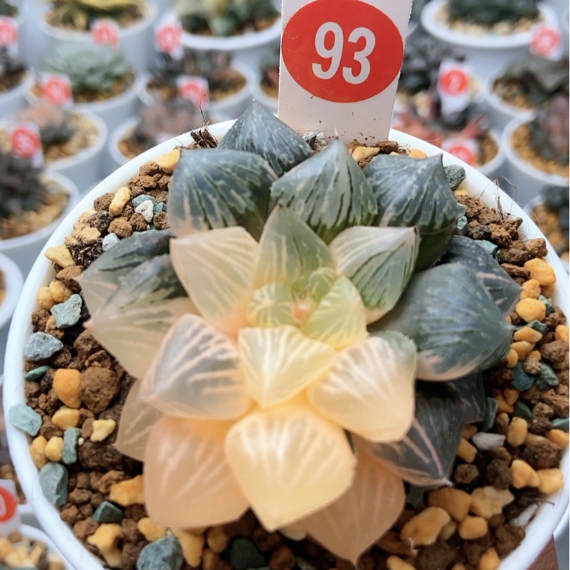 【闪购商品】玉潭锦93