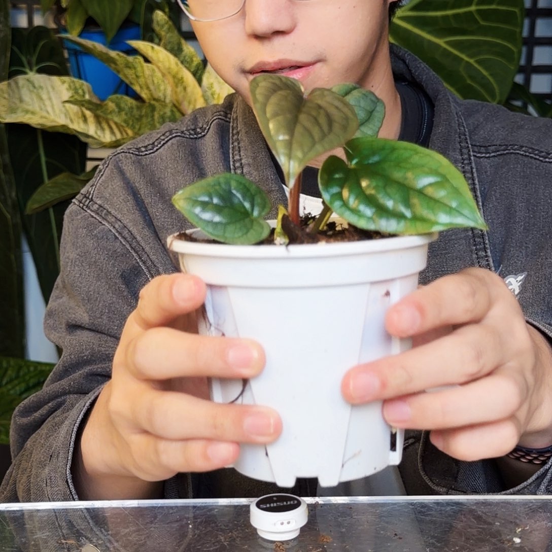 完全开放K106 籽播奢华