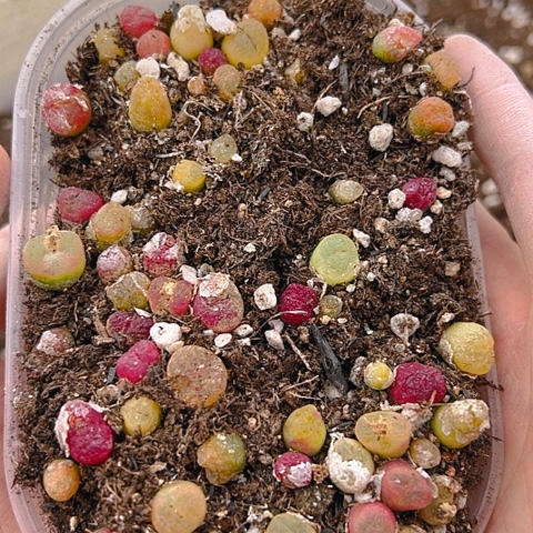 【闪购商品】25270