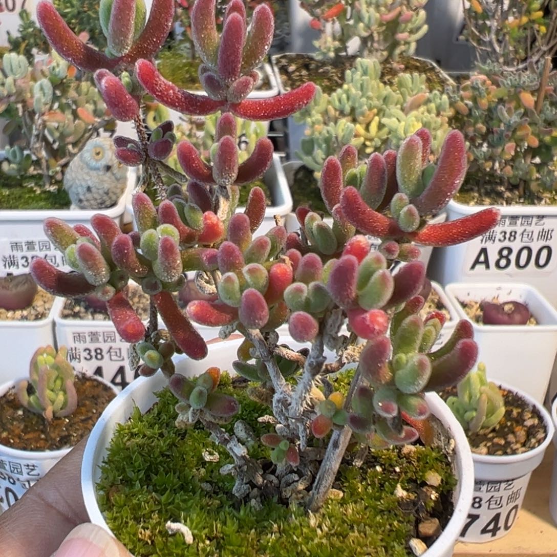 3-029红叶优选老桩五圆盆